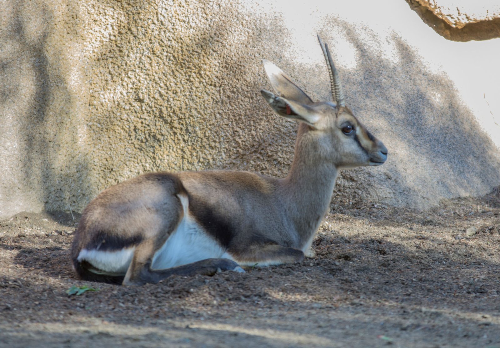 San Diego Zoo Part I 068